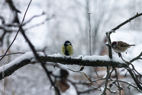 birds freeze on the branches. titmouse 