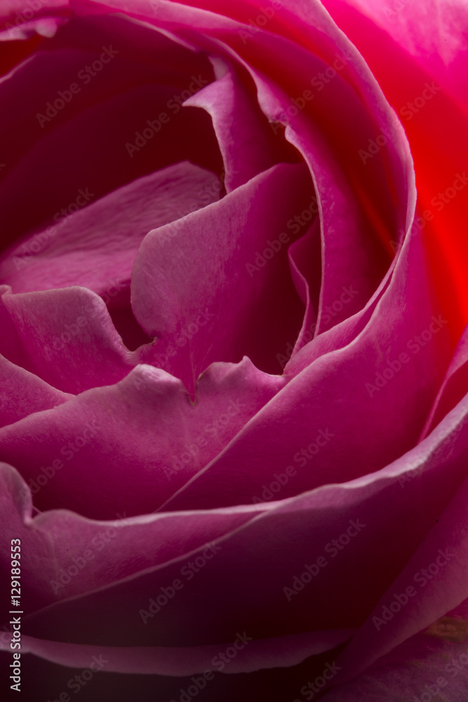 花 花