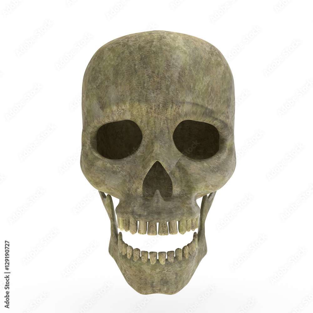 Obraz premium Old human skull