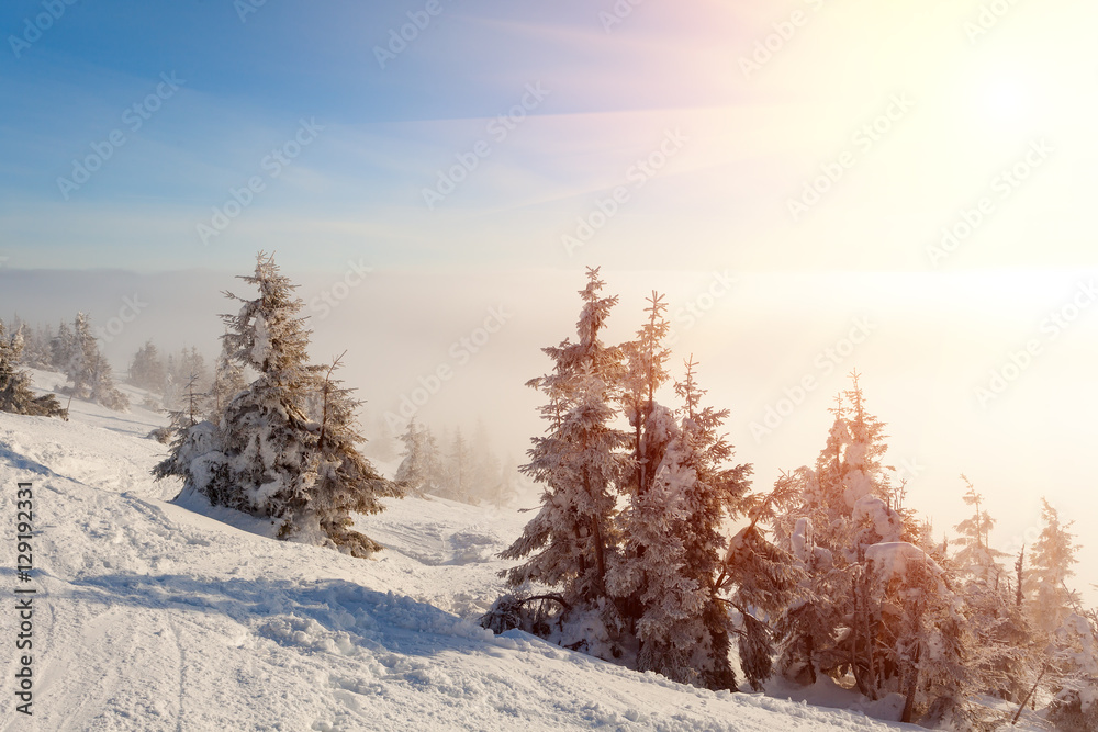 Fantastic landscape glowing by sunlight. Natural park. Carpathian, Ukraine, Europe. Beauty world. Happy New Year!! Fantastic landscape glowing by sunlight. Natural park. Carpathian, Ukraine, Europe. Beauty world. Happy New Year!!