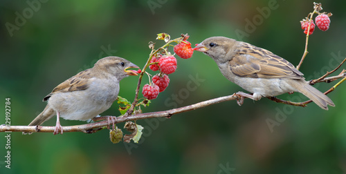 House Sparrows feeding on a raspberry cane