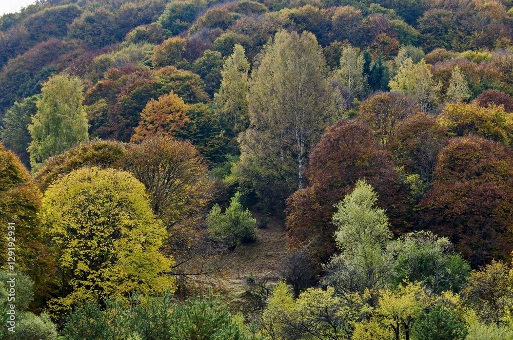 Colorful autumn landscape in the Vitosha mountain, Bulgaria
