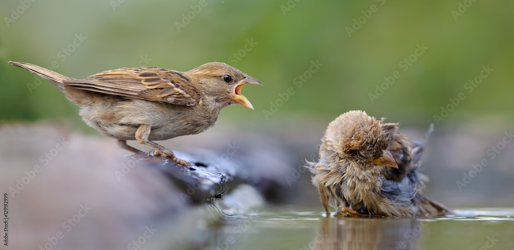 Fotografie House Sparrows conflict