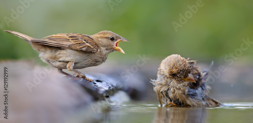 House Sparrows conflict