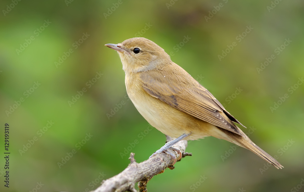 Garden warbler posing in light plumage Garden warbler posing in light plumage