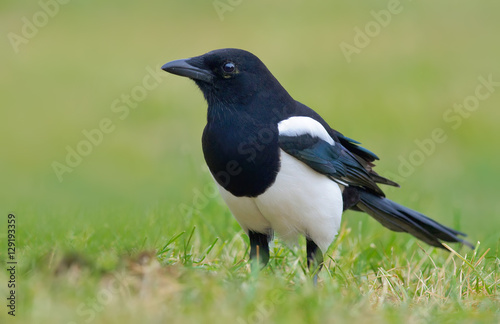Canvas Print Eurasian magpie standing in the grass