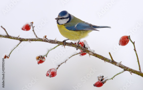 Eurasian blue tit posing on a briar