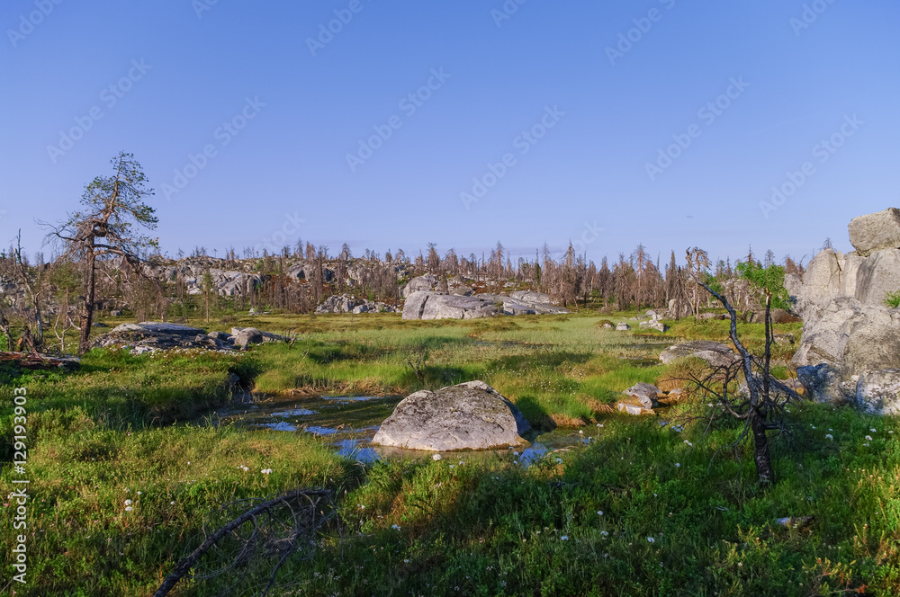 Small swamp on top of mountain Vottovaara with stones and dead trees, Karelia, Russia