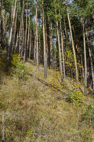 Autumn sunlit forest pine-trees, Vitosha mountain, Bulgaria 