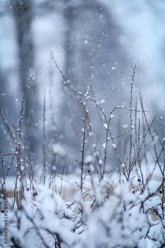 ветки с лесу зимой  © polukarovaanna