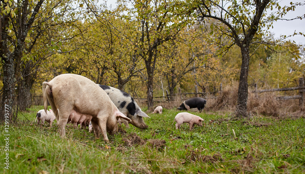 Sows with piglets outdoor