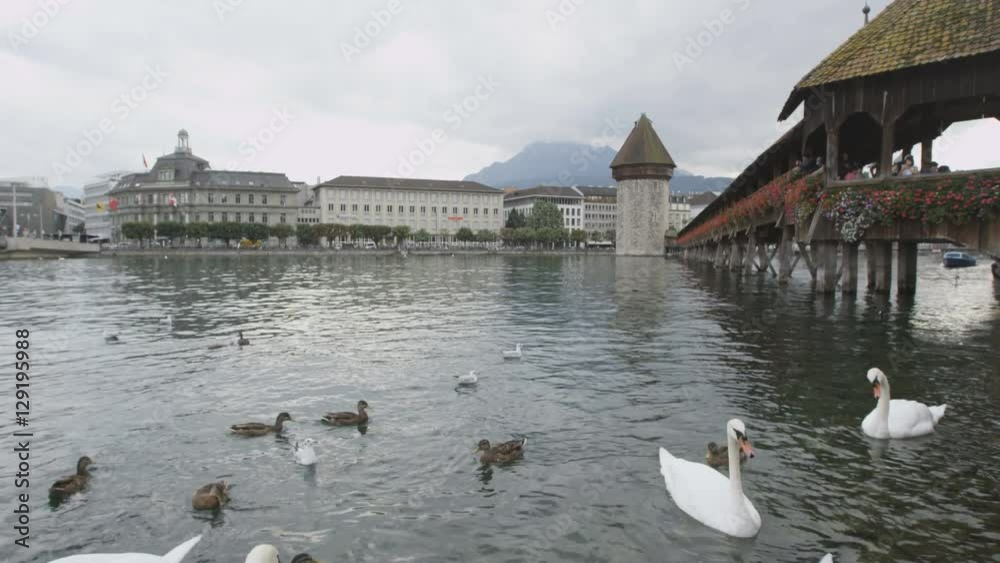 Lucerne Switzerland swans in Reuss River. Travel footage of landmark tourist attraction Kapellbrucke Chapel Bridge and Wasserturm water tower and swans  Reuss River  Luzern.