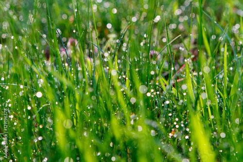 Raindrops on the grass in the forest