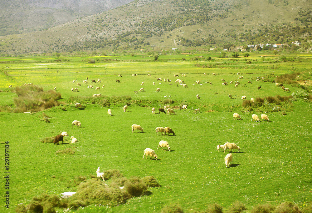 Herd of sheep grazing in the mountains on meadow