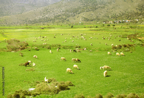 Herd of sheep grazing in the mountains on meadow