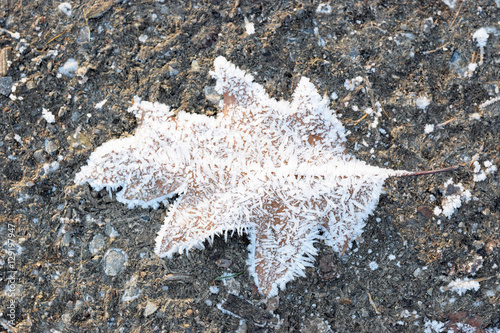 Eisnadeln auf einem Eichenblatt photo