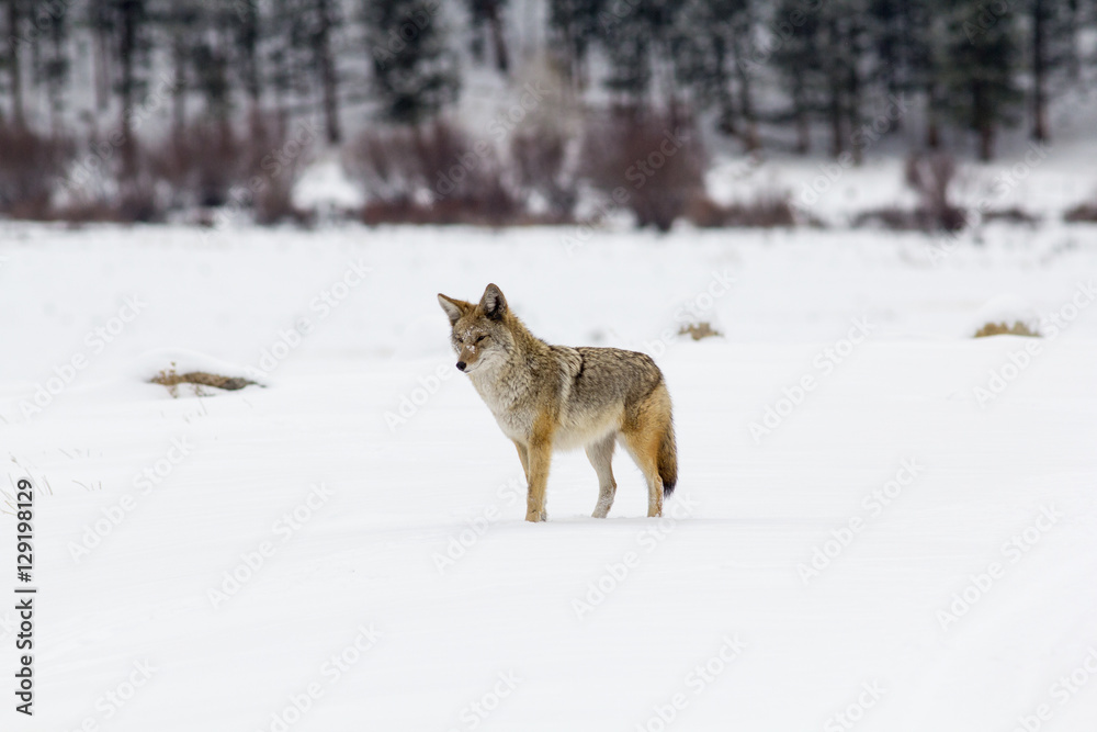 Coyote in Winter in Rocky Mountain National Park