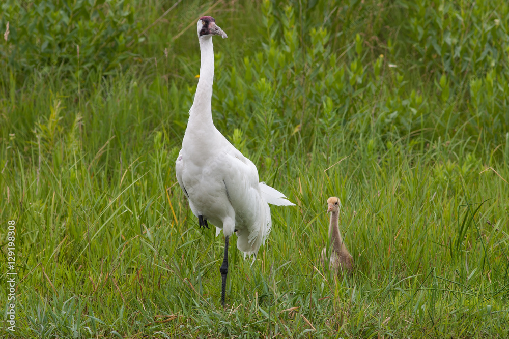 Fototapeta premium Whooping Crane and Chick