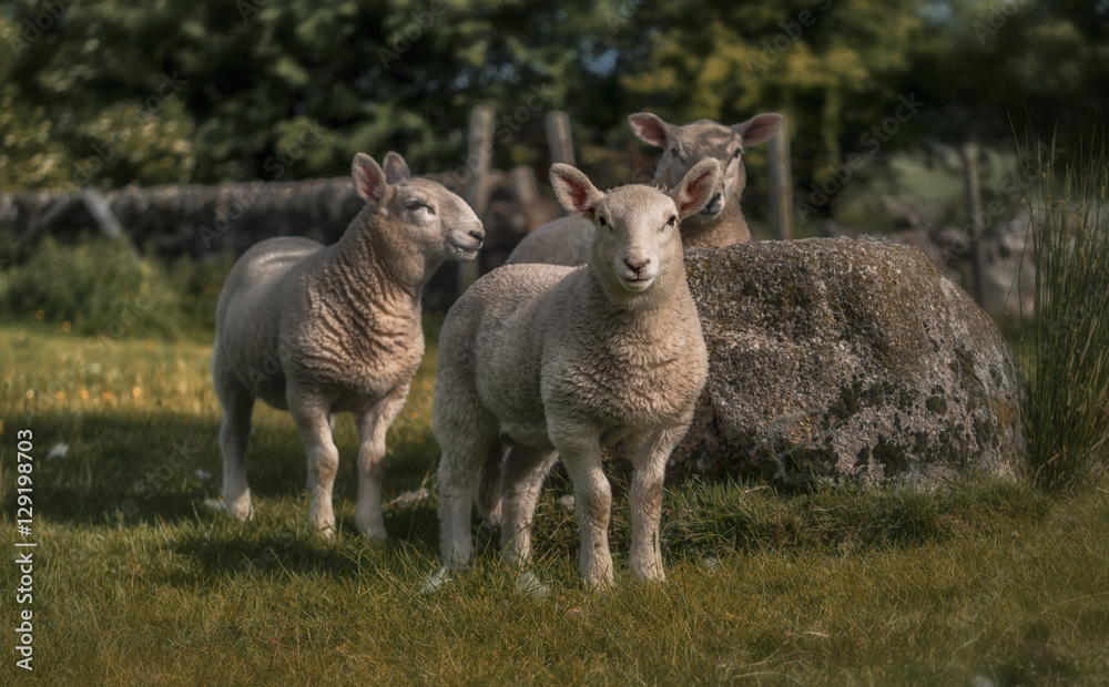 Obraz premium Three curious lambs