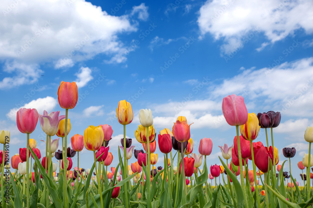 Fototapeta premium Pole tulipanów z kolorowe tulipany, błękitne niebo z chmurami