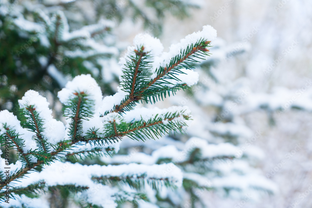 Winter with green spruice tree in snow