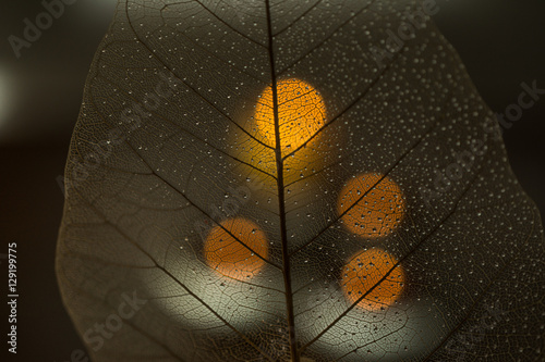 Canvas Print Water drop on Dried Leaf