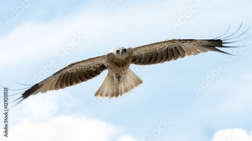 Fotografie Whistling kite