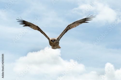 Fotografi Whistling kite
