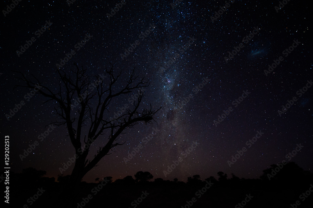 Milky way and dead tree silouhette in the Kalahari