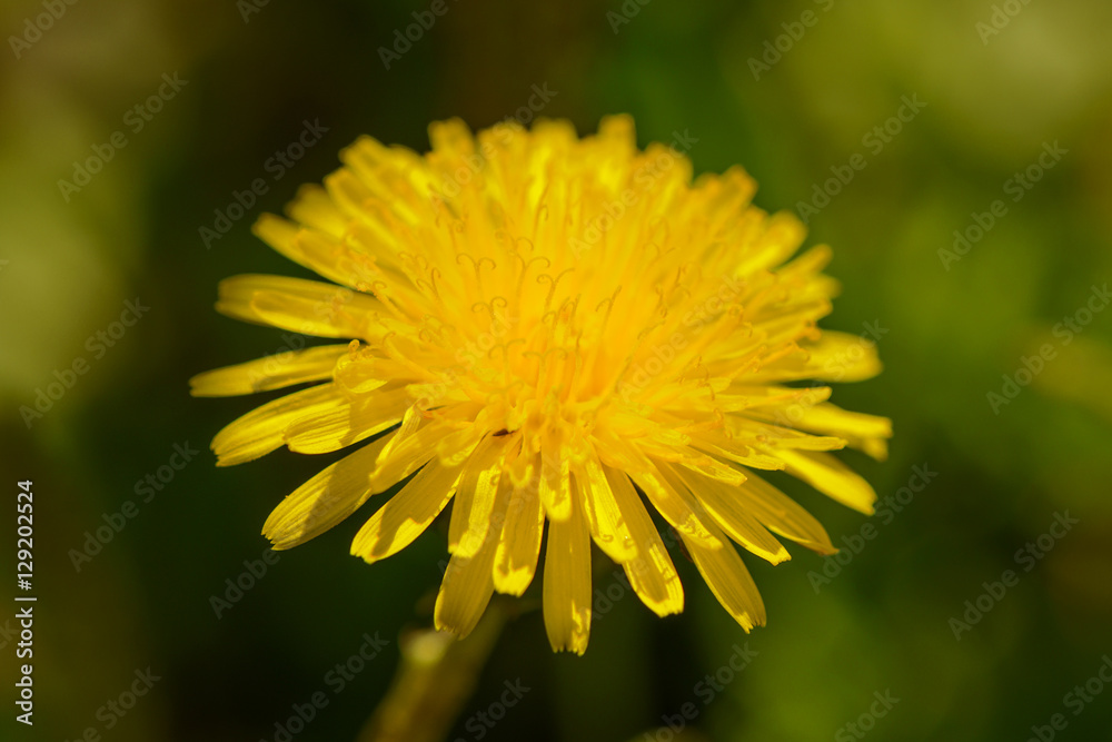 Photo of bright yellow dandelions on a dark background Photo of bright yellow dandelions on a dark background