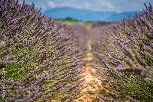 Lavender fields near Valensole in Provence  France. Rows of purp