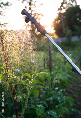 Garden sprayer spraying water over young tomatoes