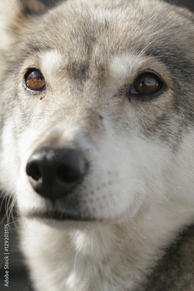 Fototapeta premium husky portrait