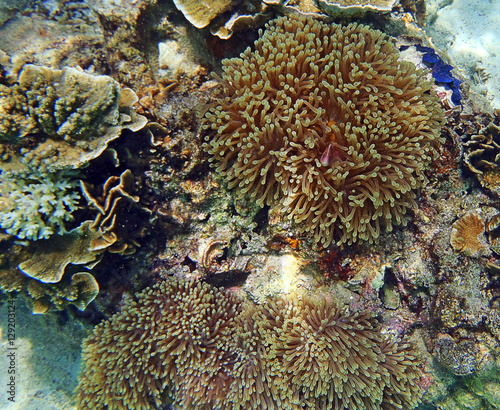 anemone fish and soft coral