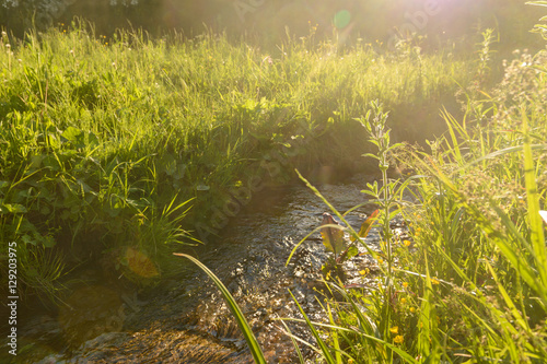 forest stream and dense green vegetation at sunset