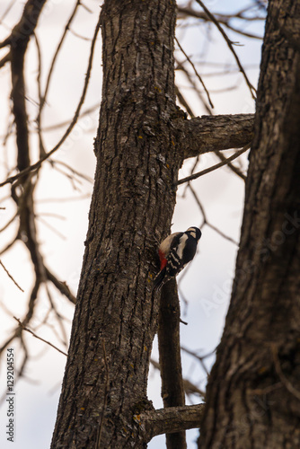 Great spotted woodpecker on a tree