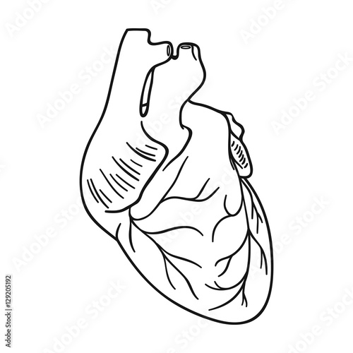 Human heart icon in outline style isolated on white background. Human organs symbol stock vector illustration.