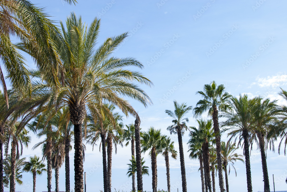 Palm trees Palm trees