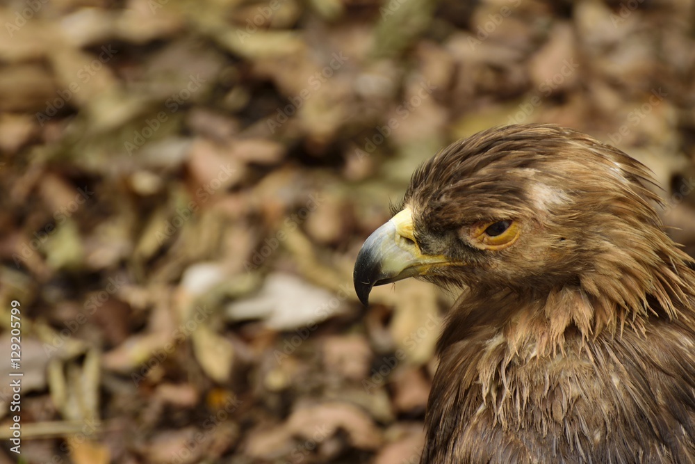 Fototapeta premium Profile of a American Golden Eagle in Florida