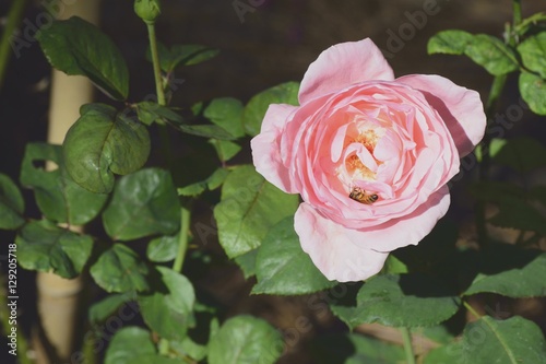 Beautiful Pink Rose with a bee inside in Florida