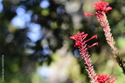 Coral Bean red flower in Florida