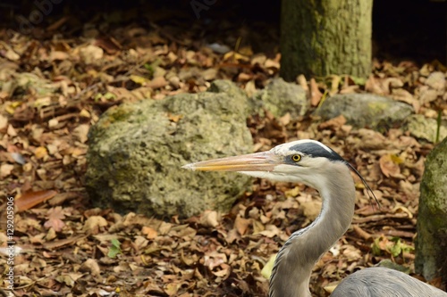 Profile of a Great Blue Heron in Florida