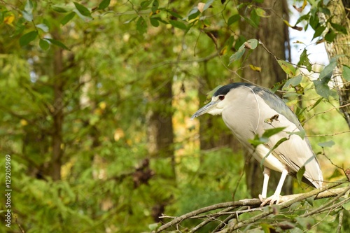 Black-crowned Night-Heron in Florida
