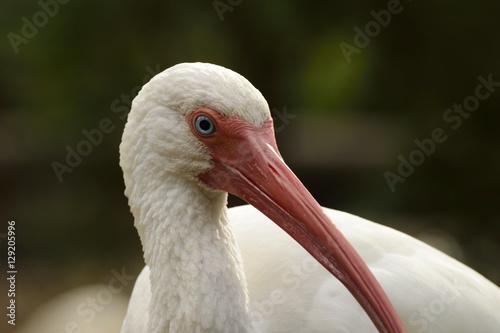 Profile of a White Ibis in Florida