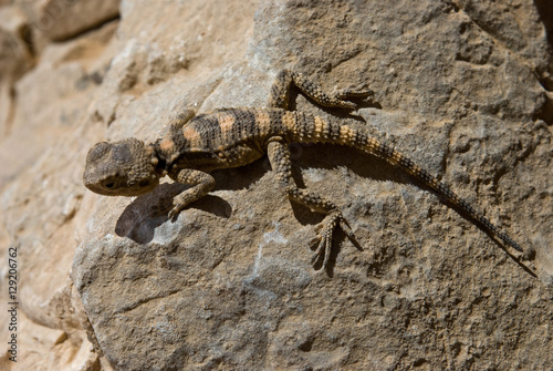 Agama pallida  Trapelus pallidus 