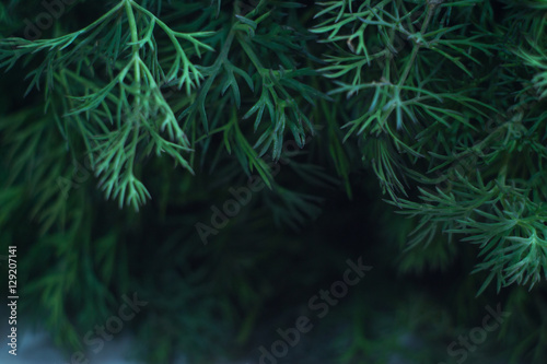 Fresh green dill with blurred background