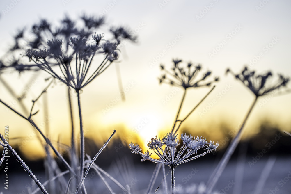 Gräser im Sonnenaufgang an einem eisig kalten Wintermorgen Gräser im Sonnenaufgang an einem eisig kalten Wintermorgen