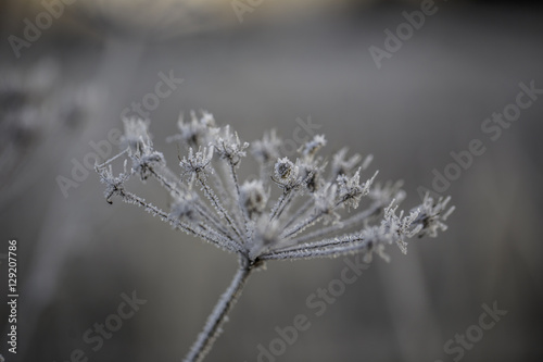 Gefrorene Gräser am Wegesrand im Winter © parallel_dream