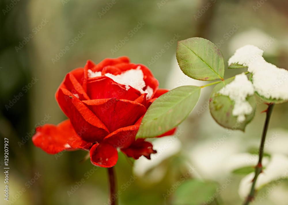 Red rose in snow closeup. Selective focus. Red rose in snow closeup. Selective focus.