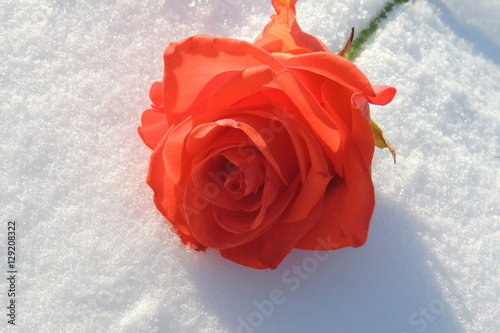 большая красная роза на снегу